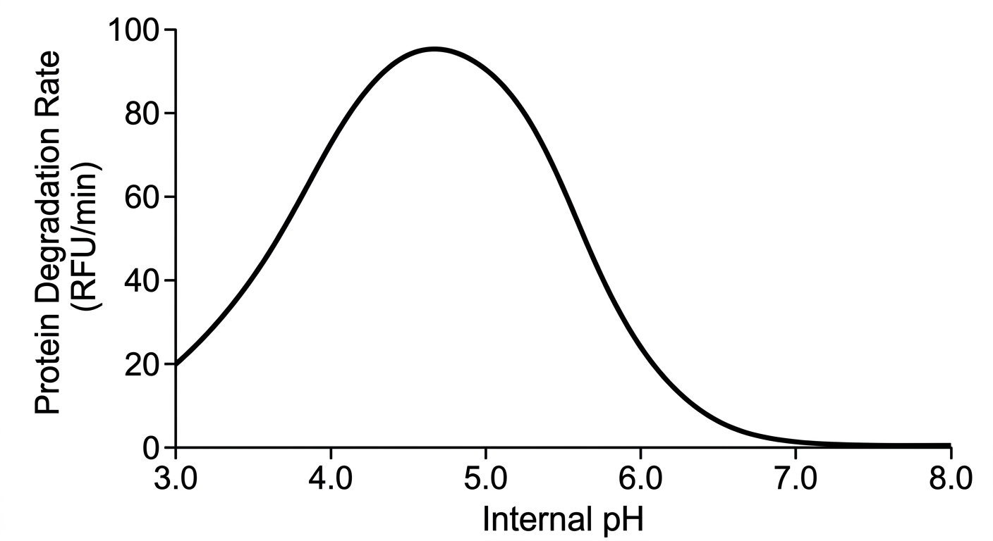 Line graph showing protein degradation rate peaking at an acidic pH of 4.5 to 5.0 and dropping to near zero at neutral pH.
