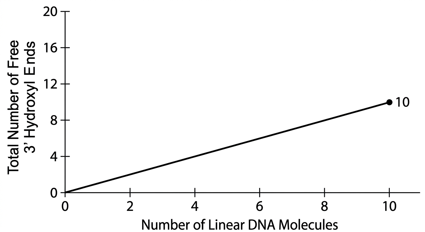Line graph showing a 1-to-1 relationship between the number of DNA molecules and the number of 3' hydroxyl ends