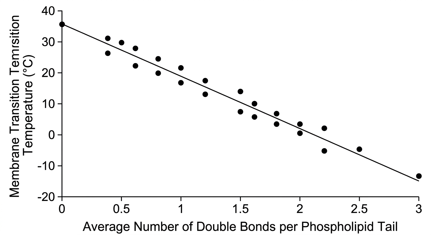 Scatter plot showing a negative correlation: as the number of double bonds in phospholipid tails increases, the membrane transition temperature decreases.