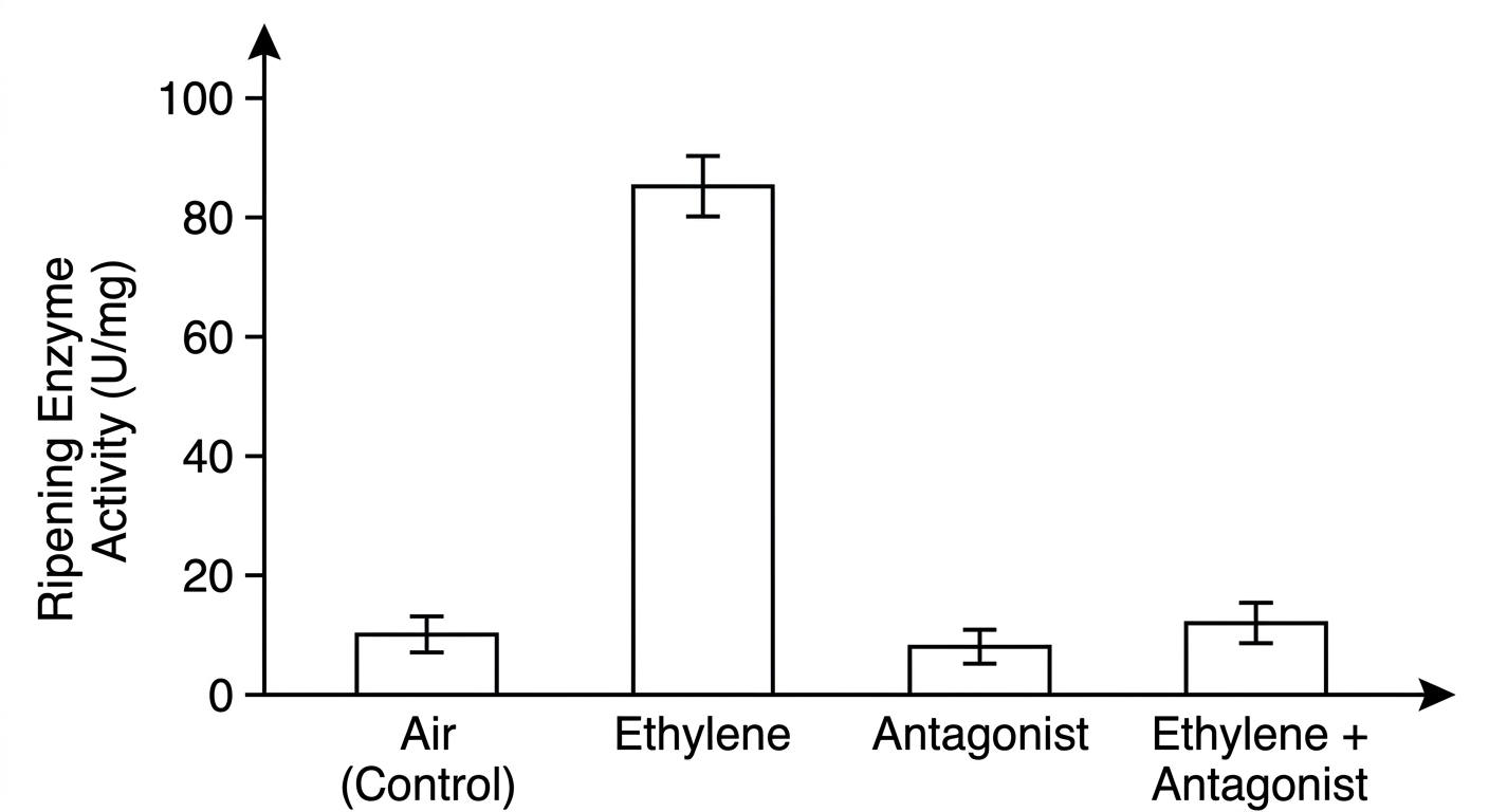 Bar chart showing high ripening enzyme activity with ethylene alone, but baseline activity in control, antagonist alone, and ethylene plus antagonist groups.