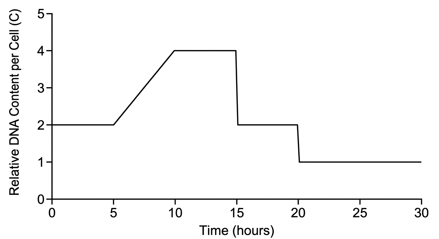 Line graph showing DNA content doubling from 2C to 4C, then halving twice sequentially to 2C and finally 1C.