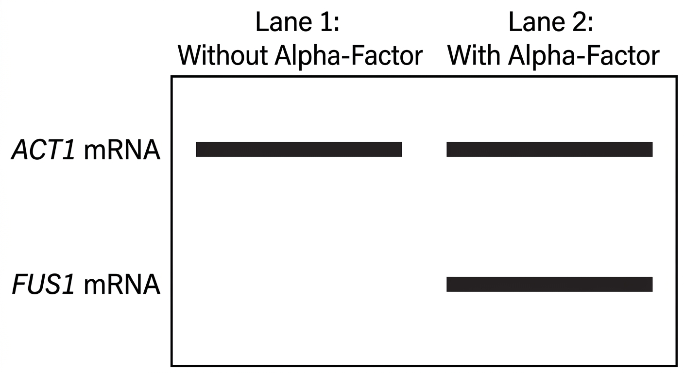 Gel electrophoresis showing ACT1 mRNA present in both conditions, but FUS1 mRNA only present when alpha-factor is added.