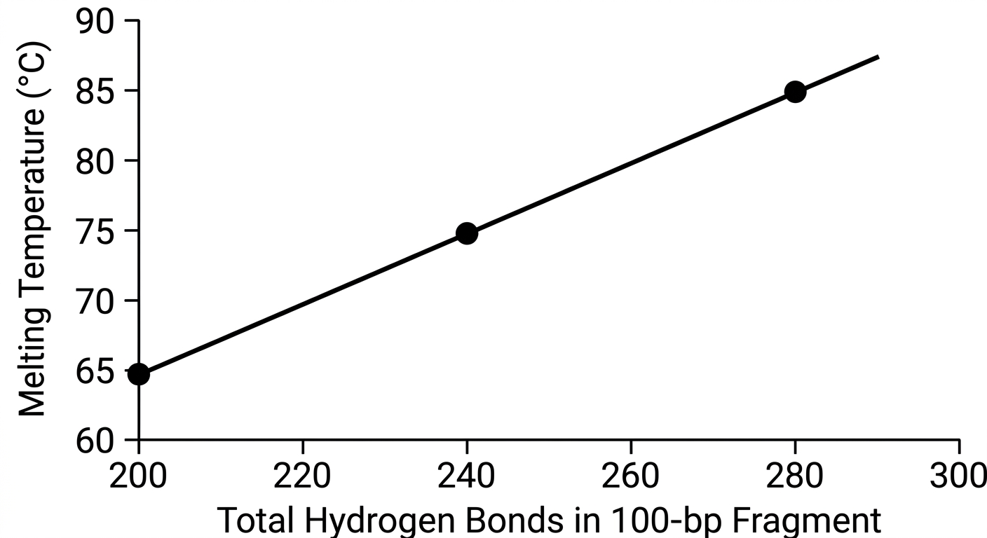 Scatter plot showing a linear increase in DNA melting temperature as the number of hydrogen bonds increases, passing through 65 degrees at 200 bonds and 85 degrees at 280 bonds
