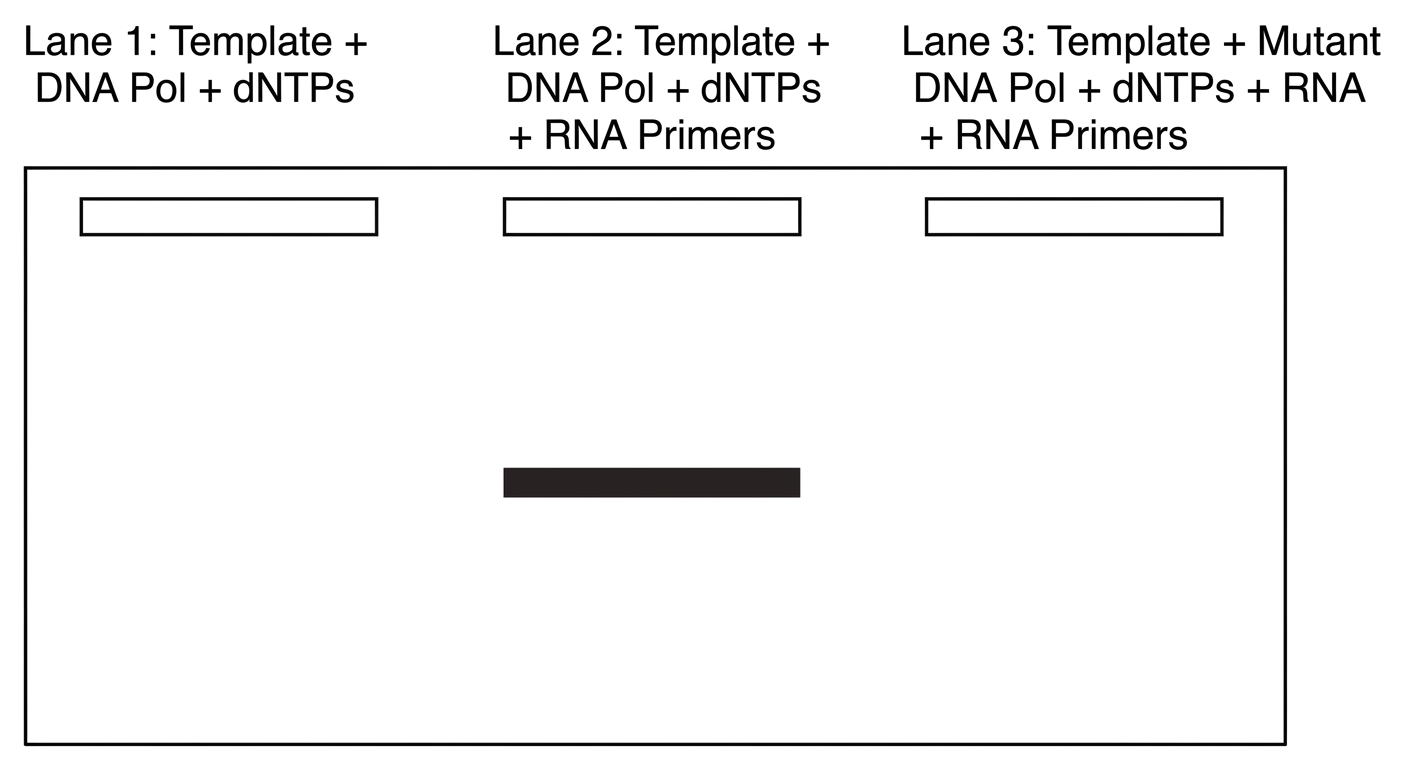 Gel electrophoresis showing DNA synthesis only occurs when normal DNA polymerase is combined with RNA primers; mutant polymerase shows no synthesis even with primers