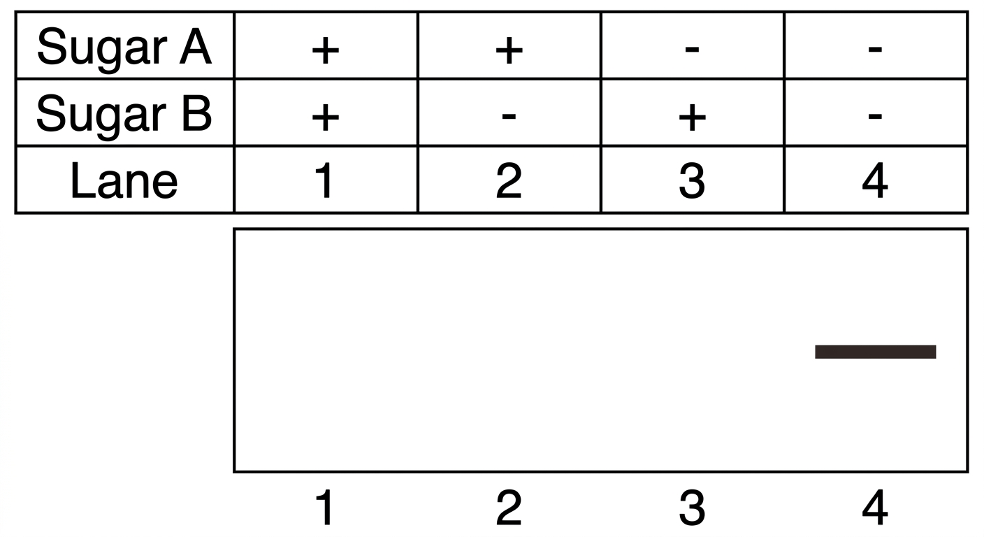 Gel electrophoresis showing mRNA is only produced in Lane 4, where both Sugar A and Sugar B are absent.