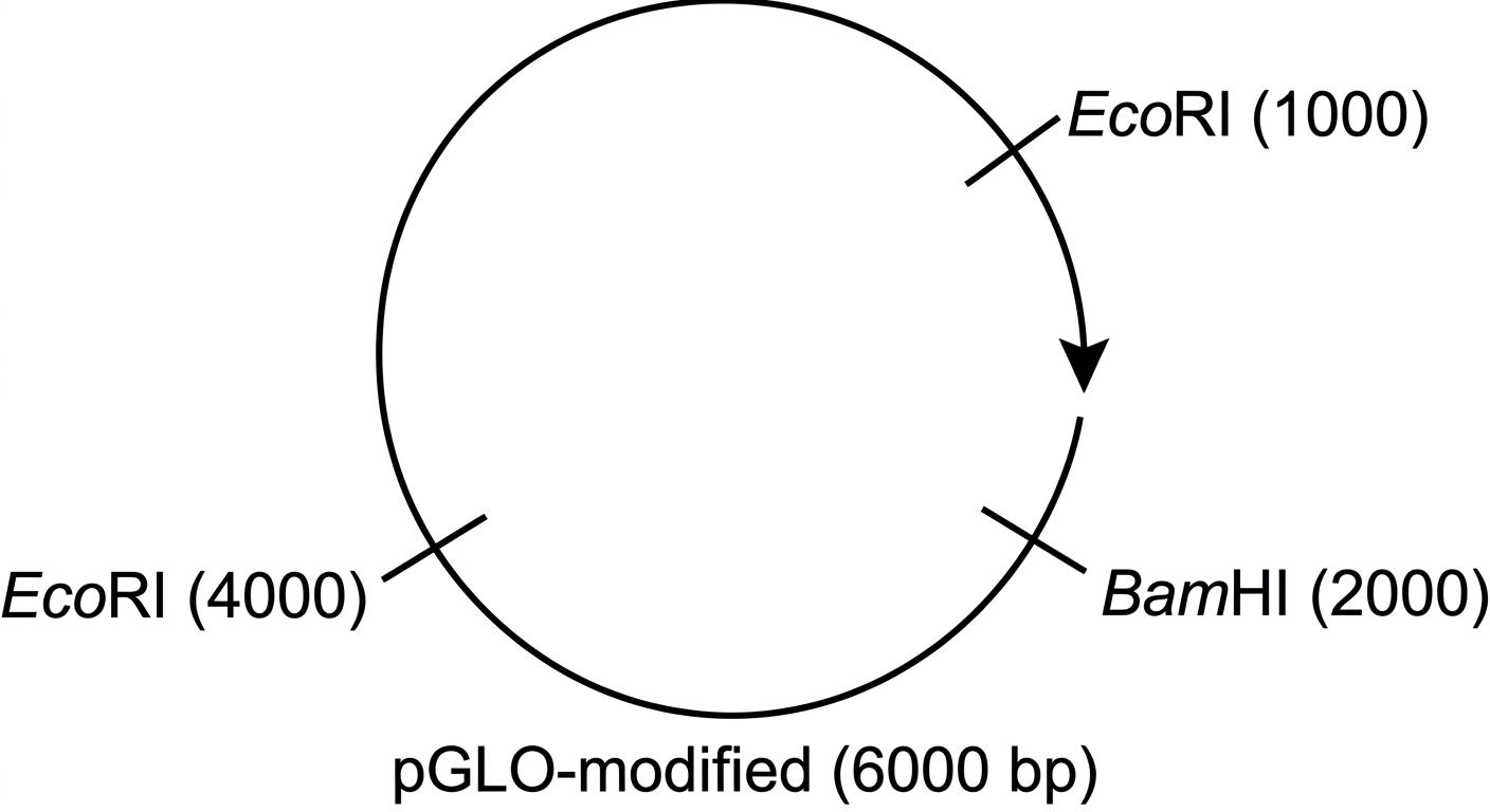 Circular plasmid map showing EcoRI cut sites at 1000 and 4000 bp, and a BamHI cut site at 2000 bp.