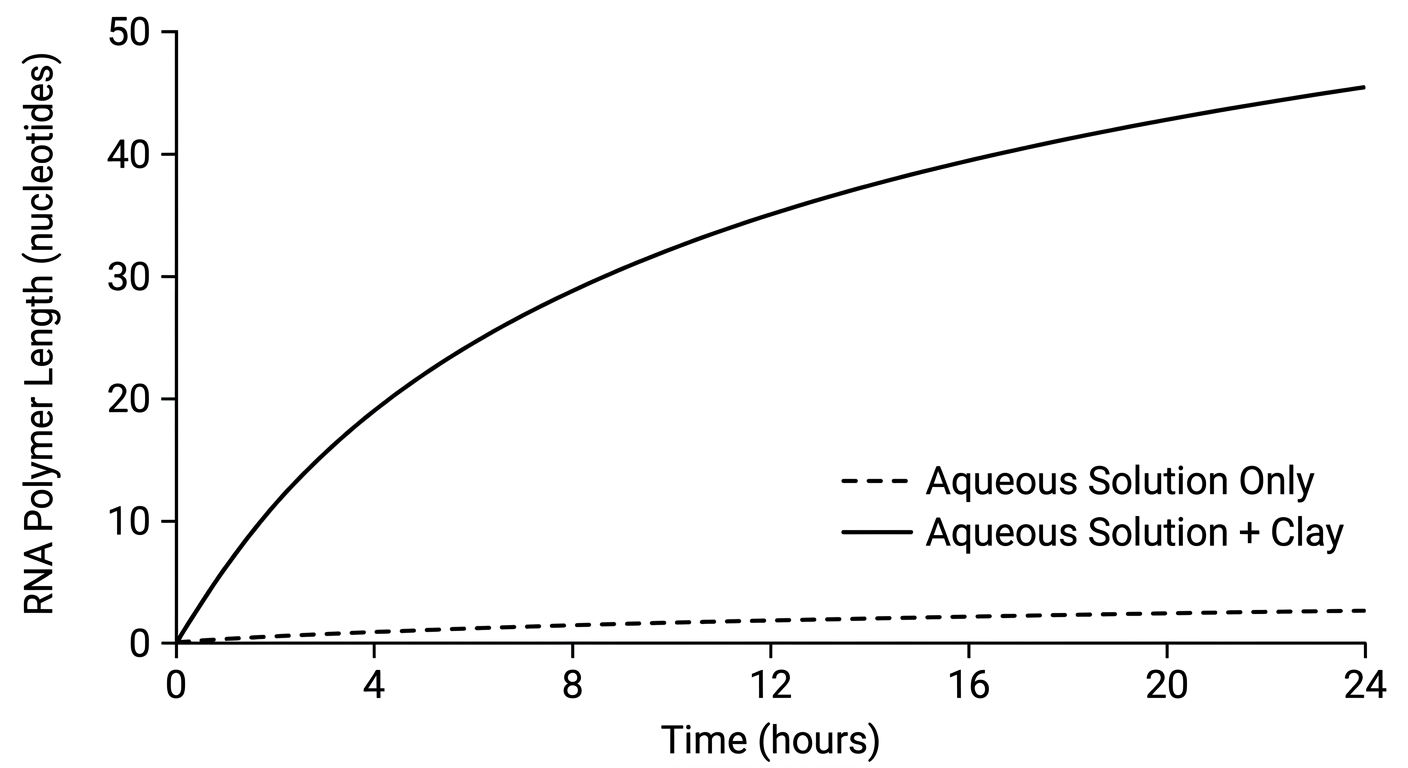 Graph showing that RNA polymer length increases rapidly to 45 nucleotides in the presence of clay, but remains near zero in aqueous solution alone.