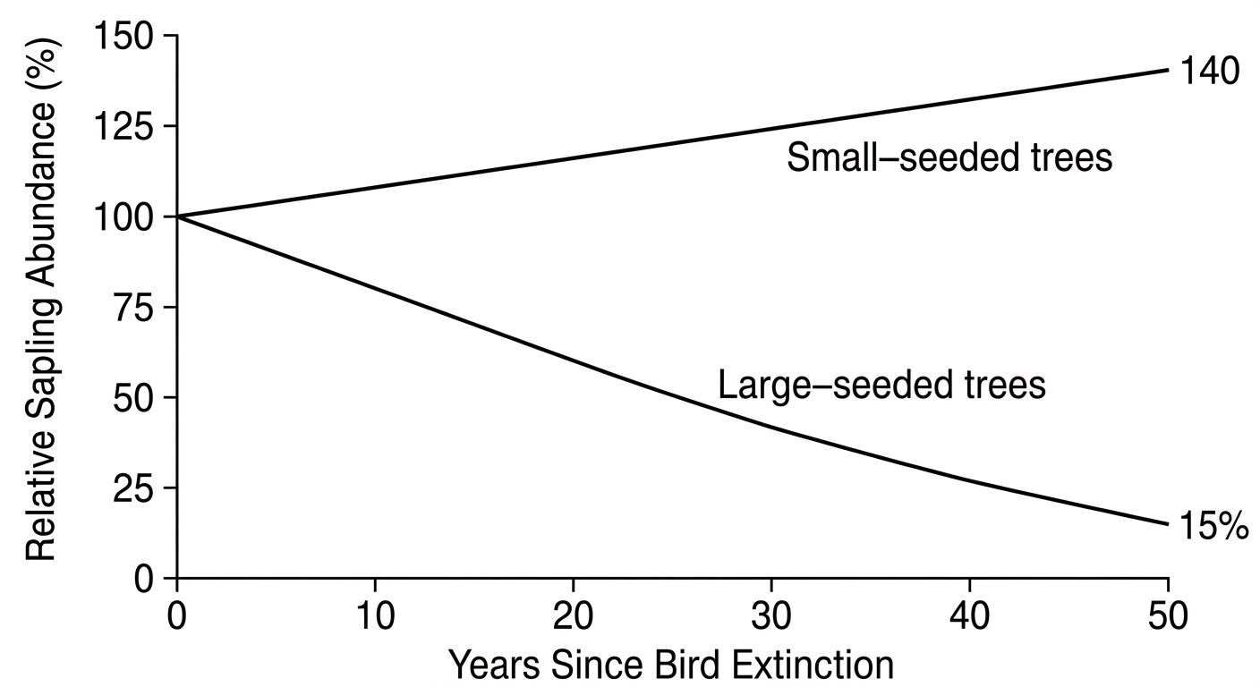 Line graph showing large-seeded tree saplings declining by 85% and small-seeded tree saplings increasing by 40% over 50 years.