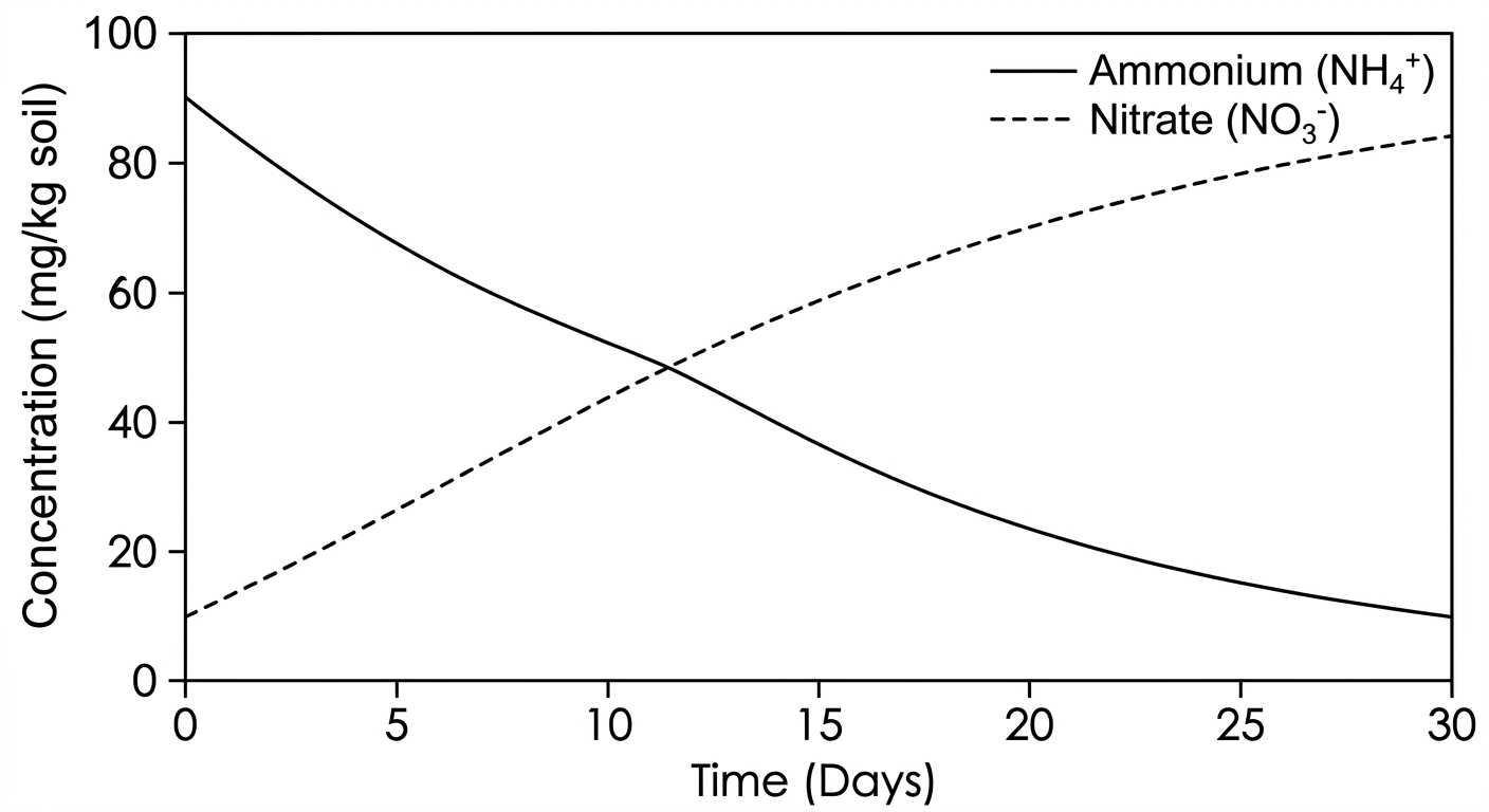 Line graph showing ammonium concentrations decreasing over 30 days while nitrate concentrations simultaneously increase.