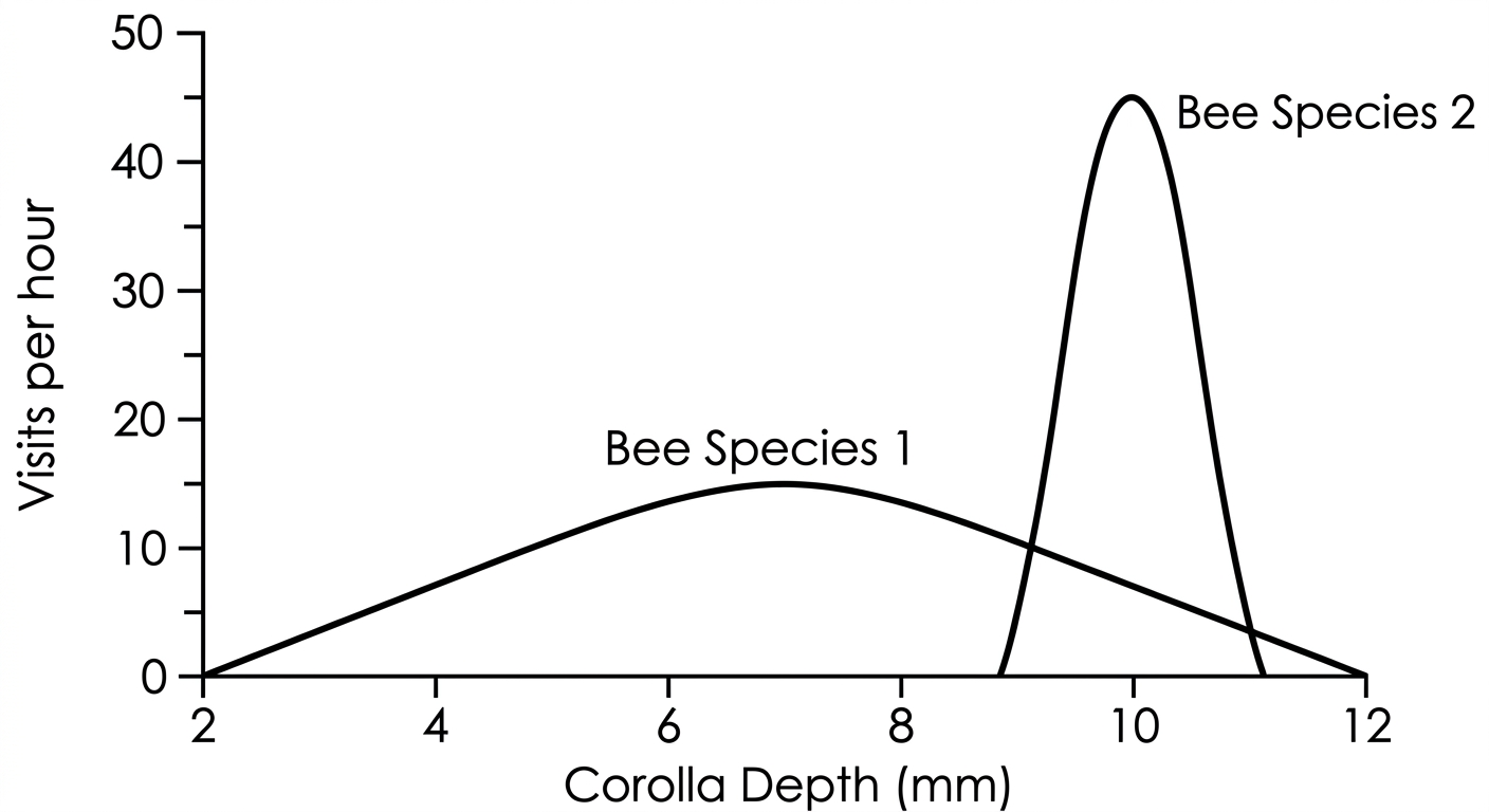 Line graph showing Bee Species 1 visiting a wide range of flower depths at low frequencies, while Bee Species 2 visits only deep flowers at high frequencies.