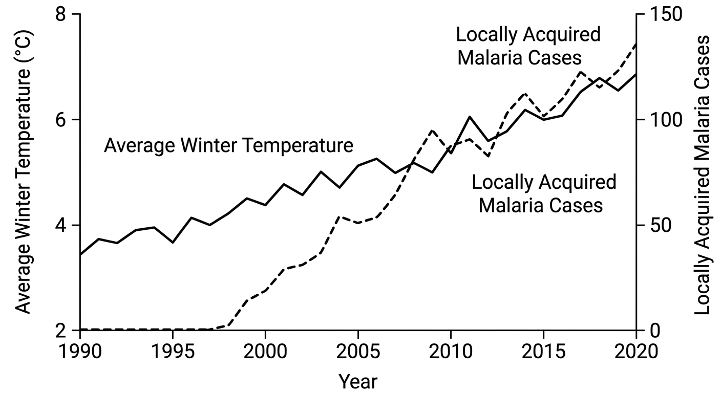 Line graph showing both average winter temperatures and locally acquired malaria cases increasing simultaneously from 1990 to 2020.