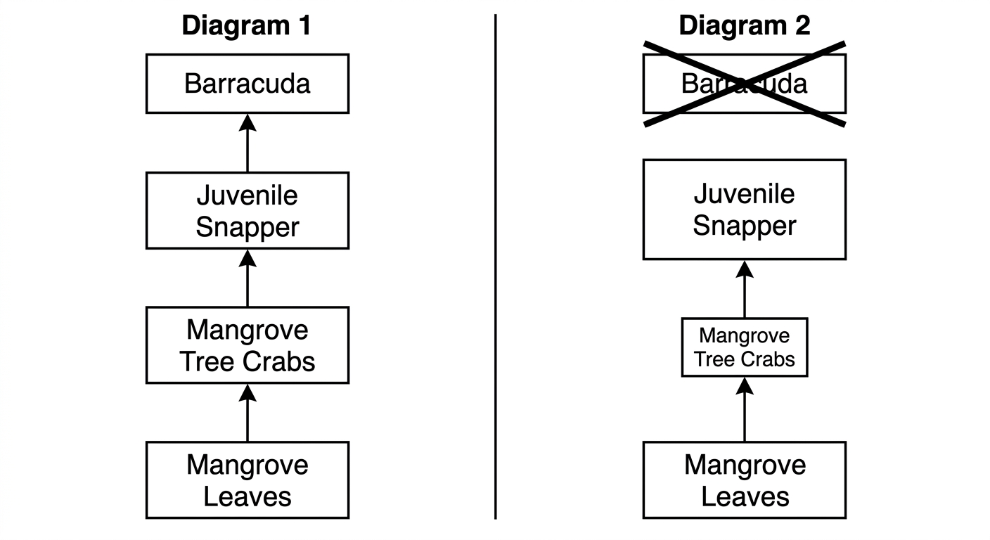 Two food web diagrams showing how the removal of a top predator (barracuda) leads to an overgrown intermediate predator population and a depleted primary consumer population.