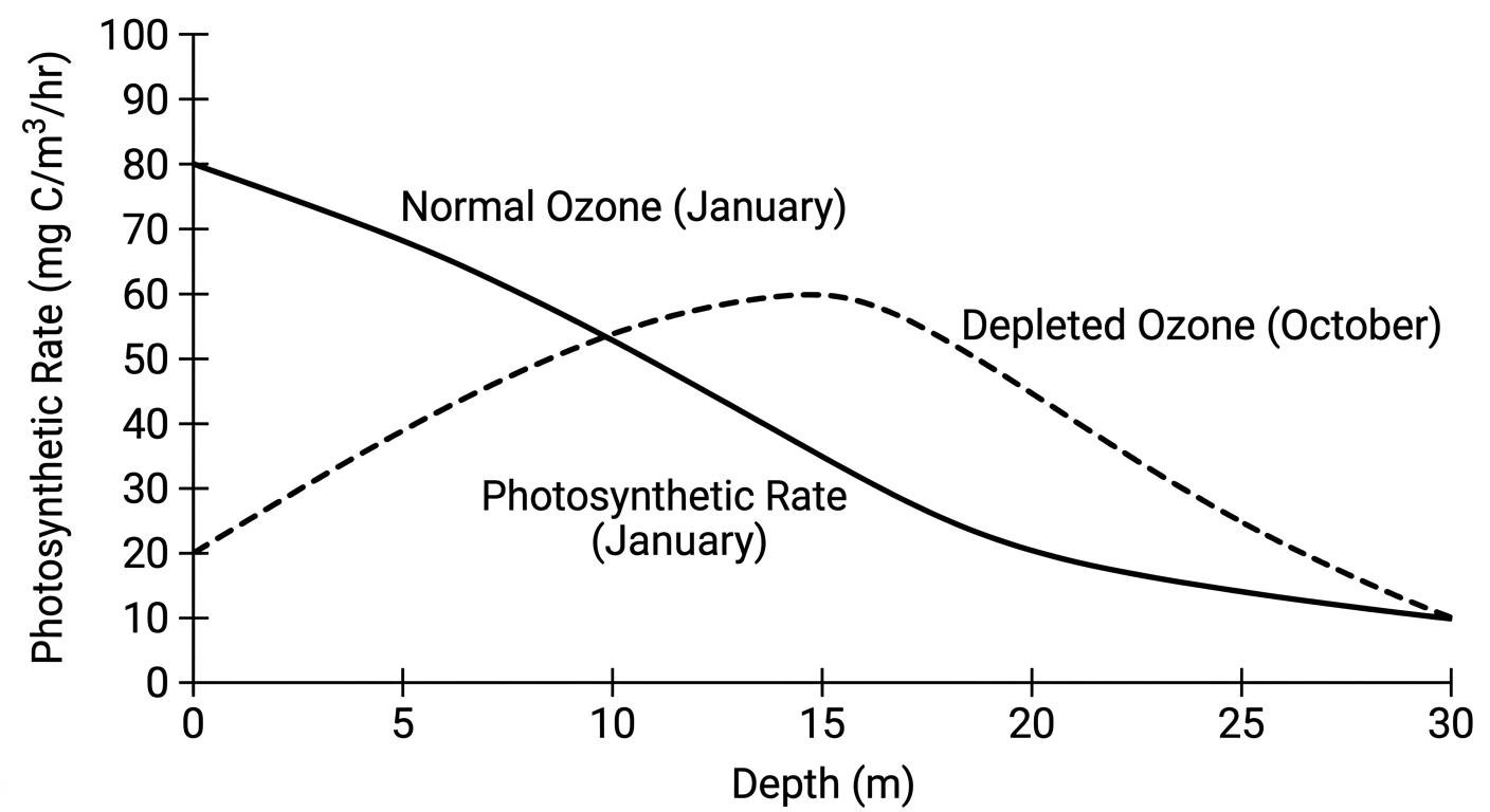 Line graph showing phytoplankton photosynthetic rates are much lower at the ocean surface during periods of depleted ozone compared to normal ozone periods.