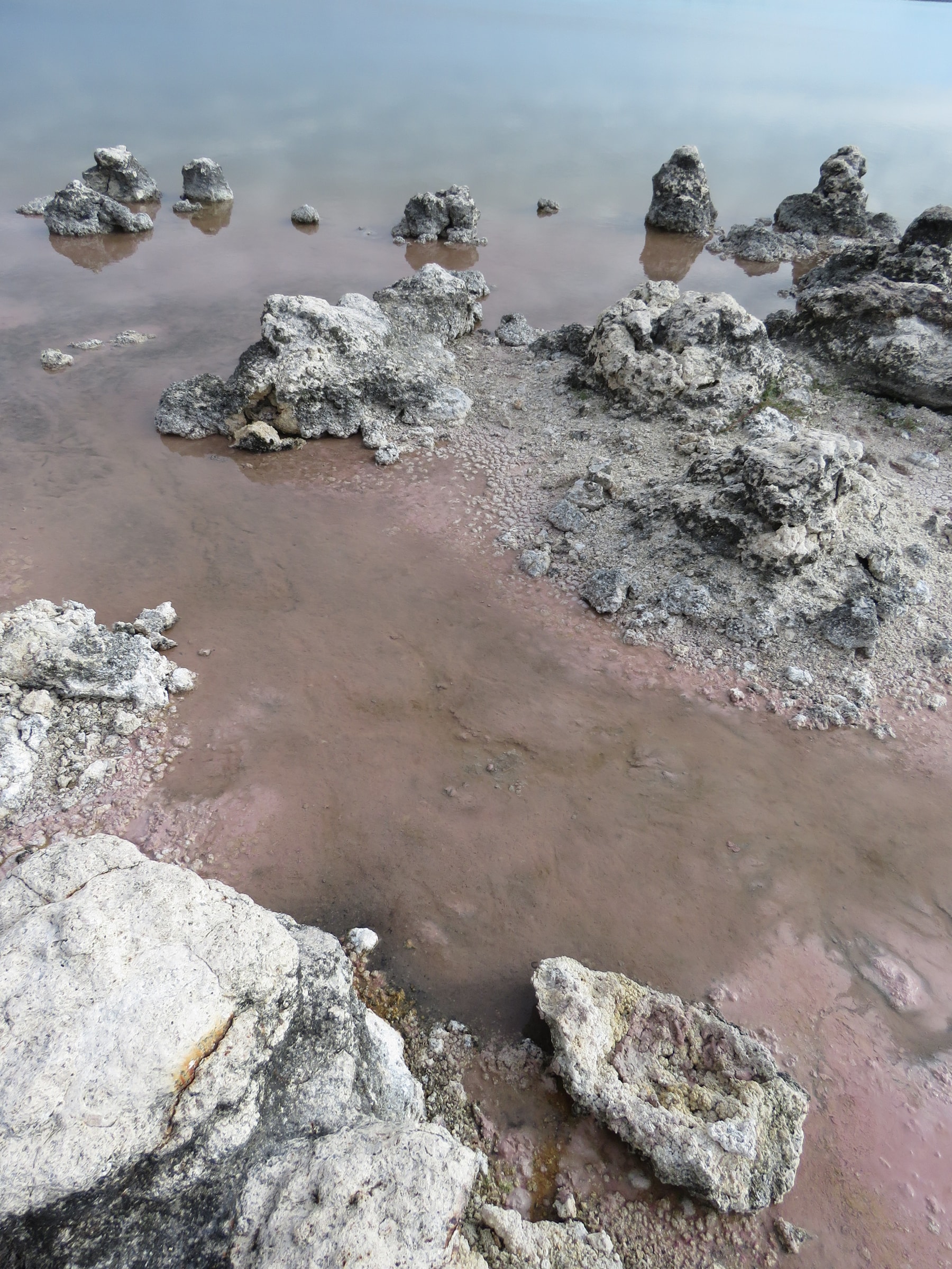Fossil Thrombolites at Lake Walyungup, Rockingham Lakes Regional Park, May 2021 03